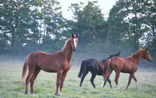 Complément au bambou pour son cheval âgé